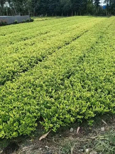 茶室室内园林景观设计方案